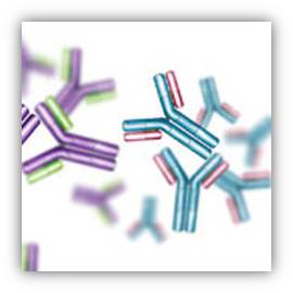 Secondary Antibodies & Immunoglobulins