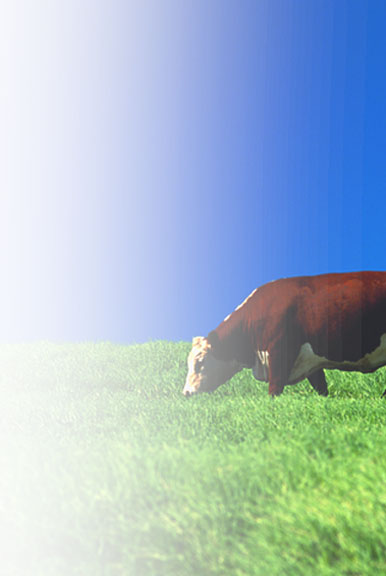 Bovine Serum Albumin (BSA) Fraction V