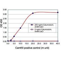 Functional Assay