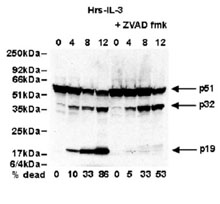 Western Blot